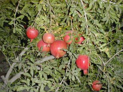 Pomegranate Trees - Yazd by Husein Hemmati