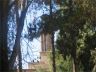 Windtower behind trees - Yazd by Reza Salehi & Sanam Kashfi / 2005