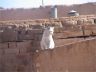 Persian Cat on the roof - Yazd by Reza salehi & Sanam Kashfi / 2005