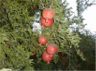 Pomegranates - Yazd by Husein Hemmati 2005