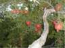 Pomegranates - Yazd by Husein Hemmati