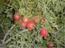 Pomegranates - Yazd by Husein Hemmati 