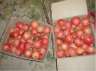 Crates of Pomegranates - Yazd by Husein Hemmati