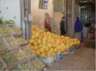 Fruits shoppers - Yazd by Husein Hemmati