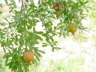 Dowlatabad Garden's Pomegranates' Tree - Yazd / 19th October 2001